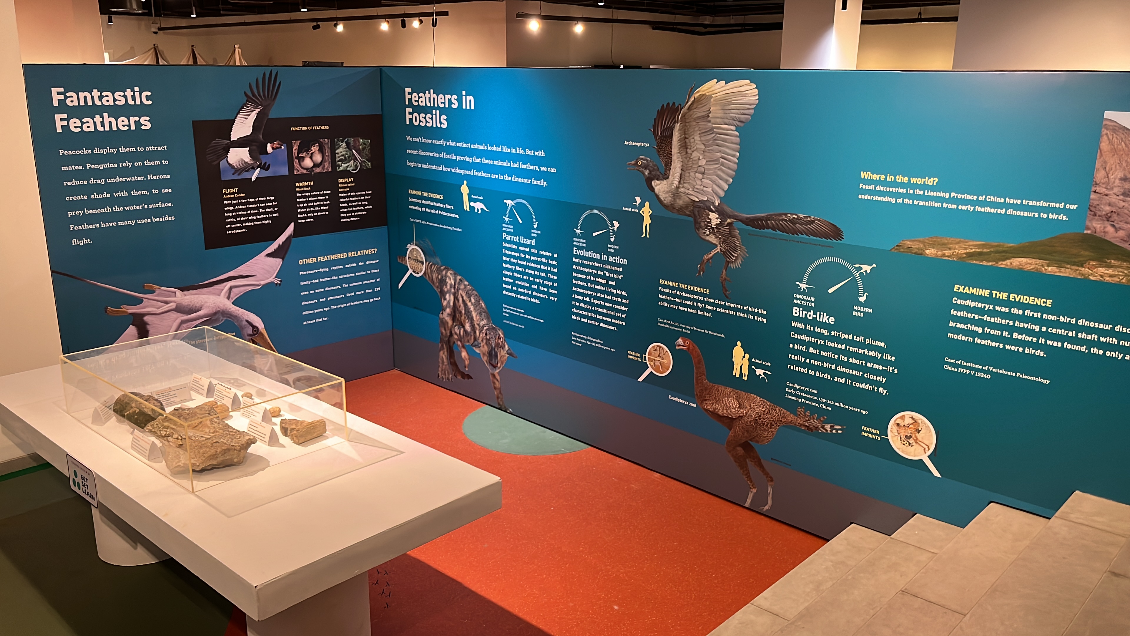 The Fantastic Feathers and Feathers in Fossils exhibition walls with Archaeopteryx and Caudipteryx models