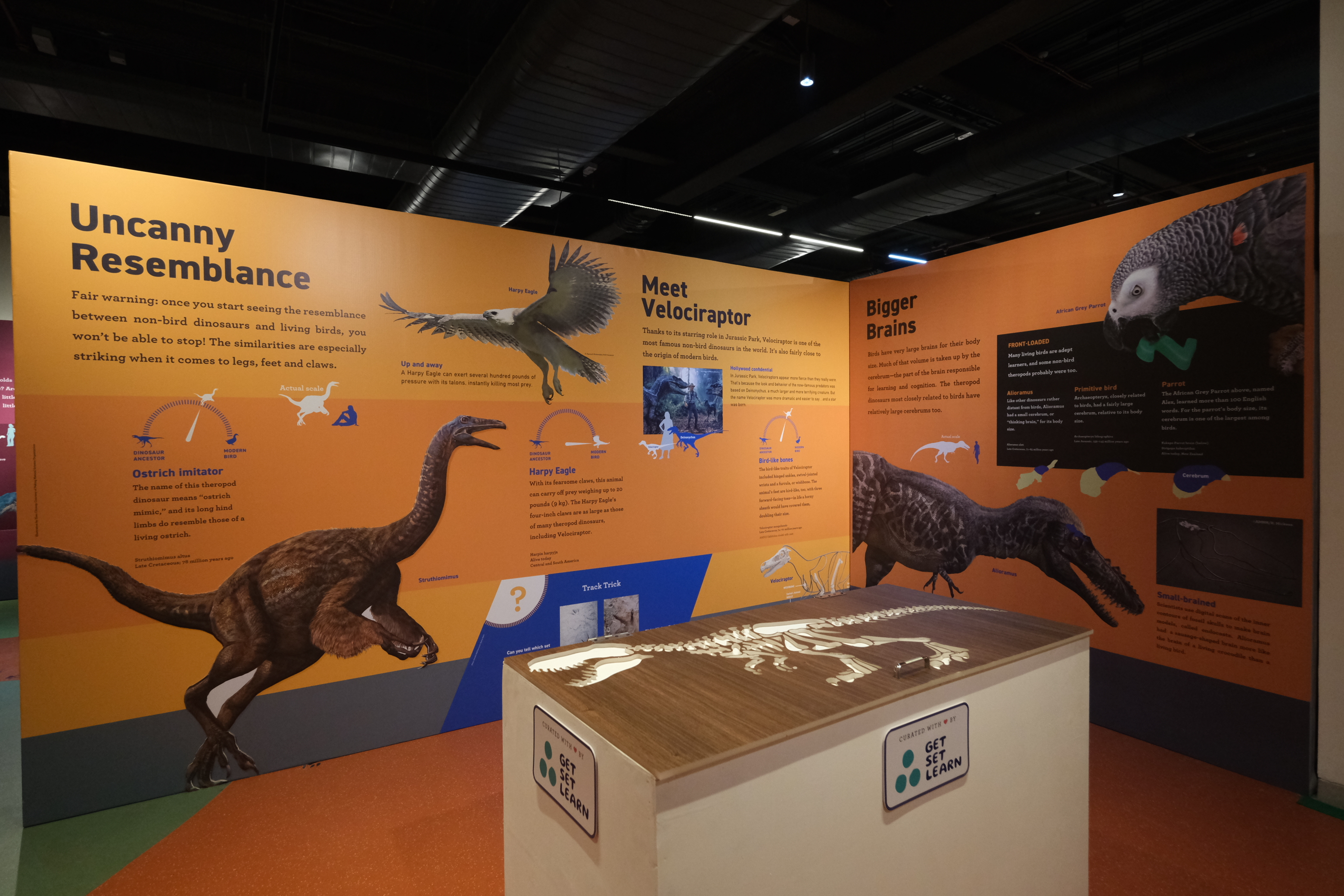The Uncanny Resemblance wall comparing Velociraptor, Struthiomimus and living birds, with a skeleton puzzle table
