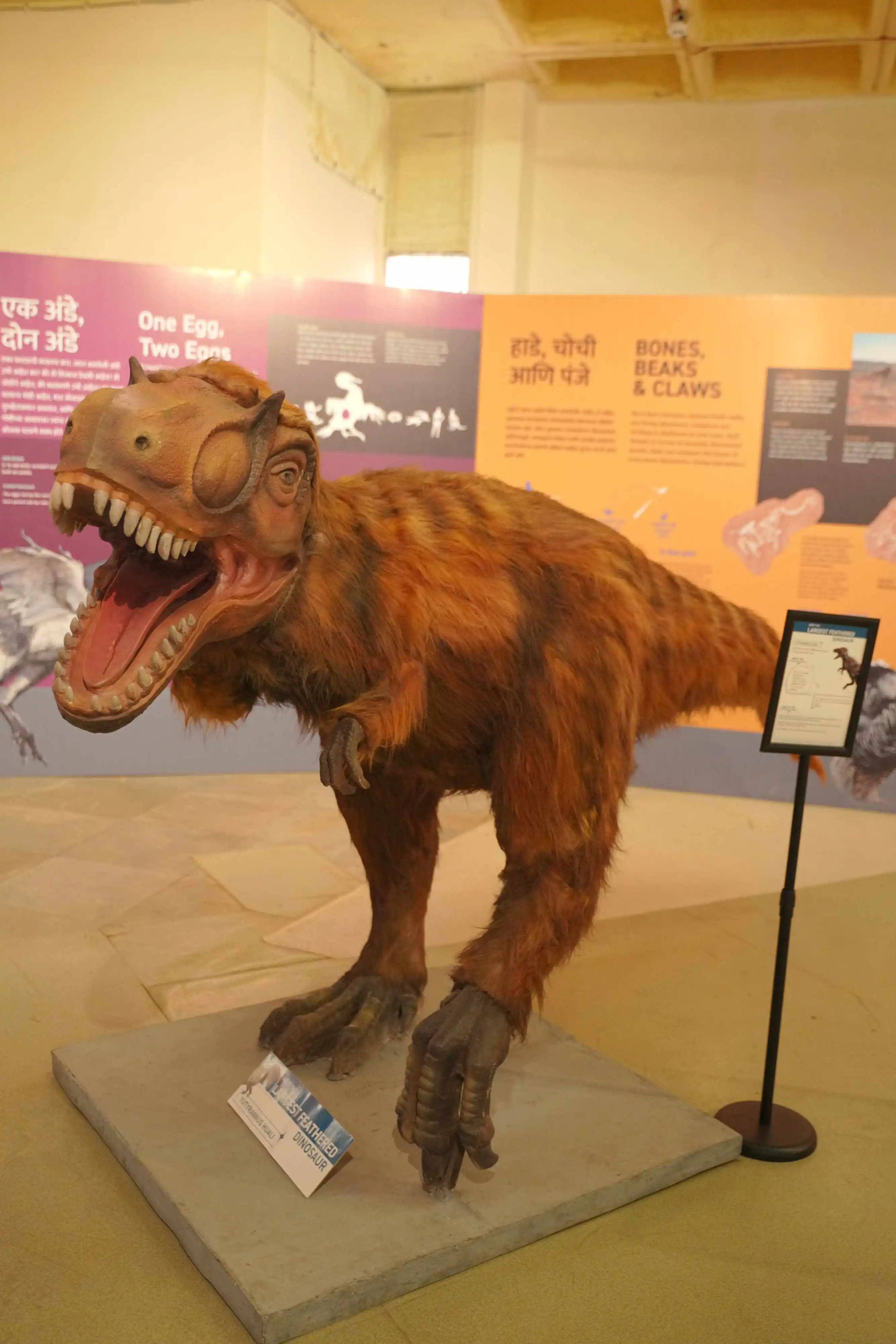 A life-size model of a feathered tyrannosaur with its mouth open, beside the Bones, Beaks and Claws wall