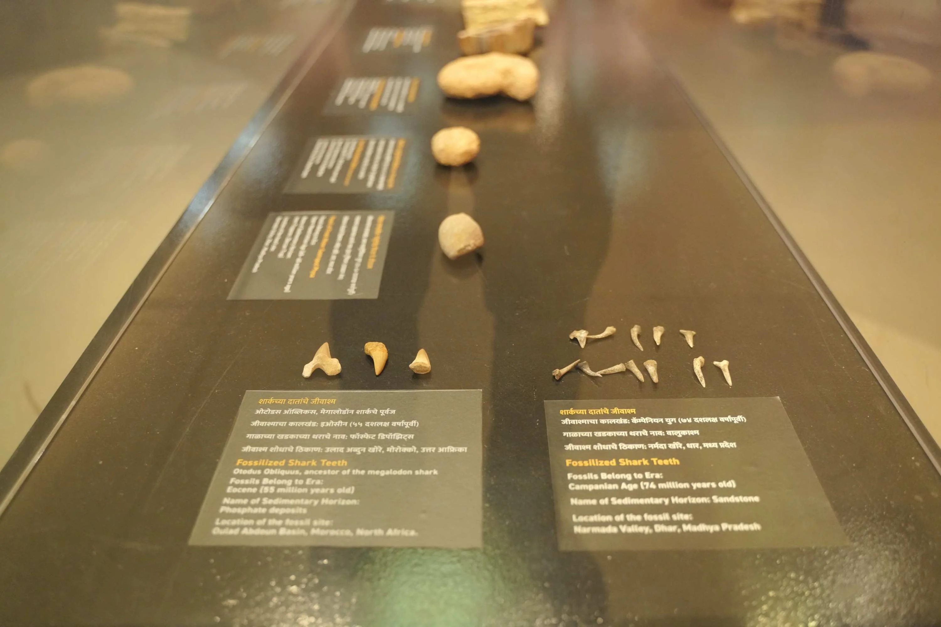 A display case of fossilised shark teeth from Morocco and the Narmada valley, with bilingual labels