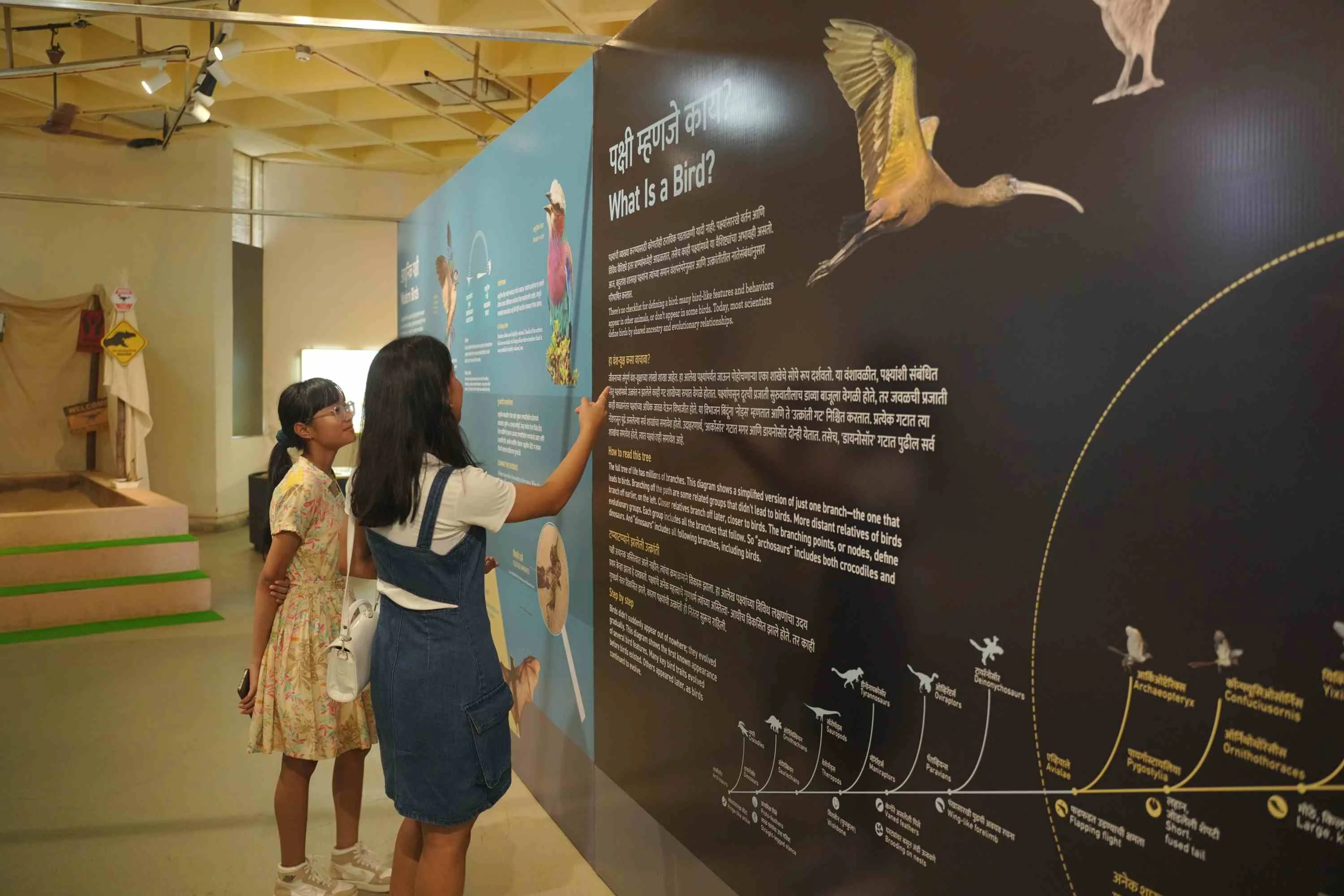 Two visitors tracing the What Is a Bird evolutionary tree on the exhibition wall